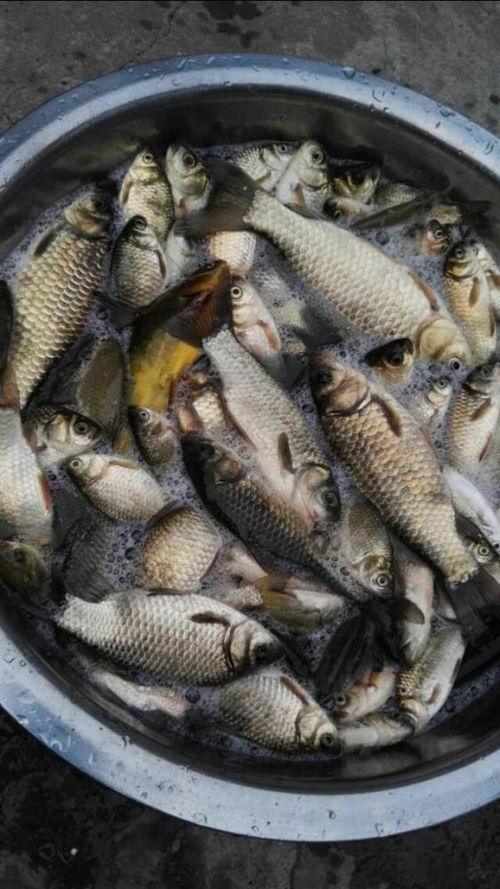 博主爆料鲈鱼是真的吗视频 第1张 博主爆料鲈鱼是真的吗视频 第1张